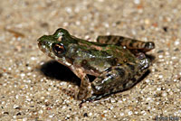 cricket frog