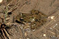 cricket frog