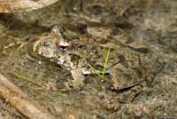 Eastern Cricket Frog