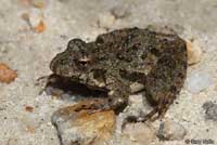 Eastern Cricket Frog