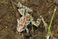 Eastern Cricket Frog