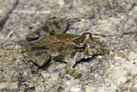 Eastern Cricket Frog