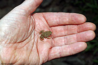 Eastern American Toad