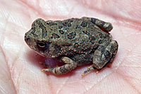 Eastern American Toad