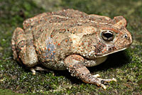 Eastern American Toad