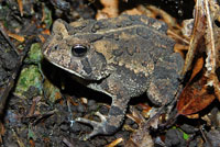 Eastern American Toad