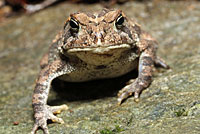 Eastern American Toad