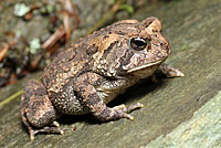 Eastern American Toad