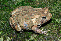 Eastern American Toad