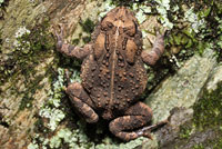 Eastern American Toad