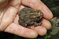 Eastern American Toad