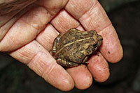 Eastern American Toad