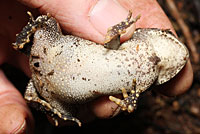 Eastern American Toad