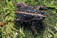 Eastern American Toad