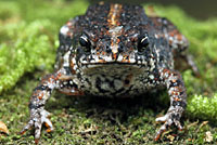 Eastern American Toad