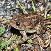 Southern Toad