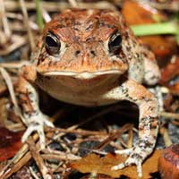 Southern Toad