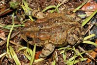 Southern Toad