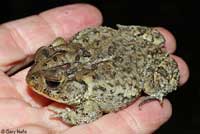 Southern Toad