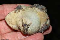 Southern Toad