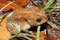 Southern Toad