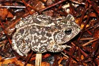 Southern Toad