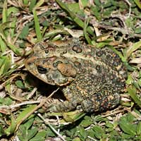 Southern Toad