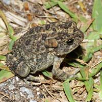 Southern Toad