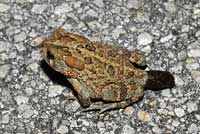 Southern Toad