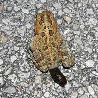 Southern Toad