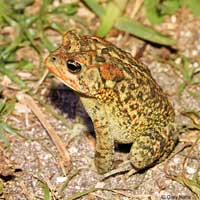 Southern Toad