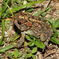 Southern Toad