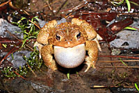 Eastern American Toad