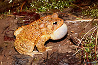 Eastern American Toad