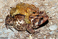 Eastern American Toad