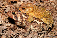 Eastern American Toad