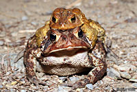 Eastern American Toad