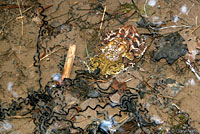 Eastern American Toad