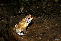 Eastern American Toad