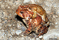 Eastern American Toad