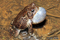 Houston Toad