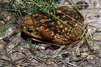 Cane Toad