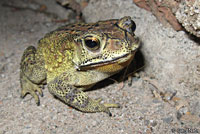 Common Indian Toad