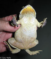 Common Indian Toad