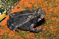 Gulf Coast Toad