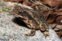 Gulf Coast Toad