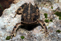 Gulf Coast Toad