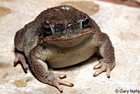 Red-Spotted Toad