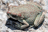 Red-Spotted Toad