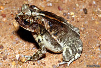 Gulf Coast Toad